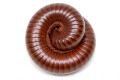 Ophistreptus guineensis Benin adult